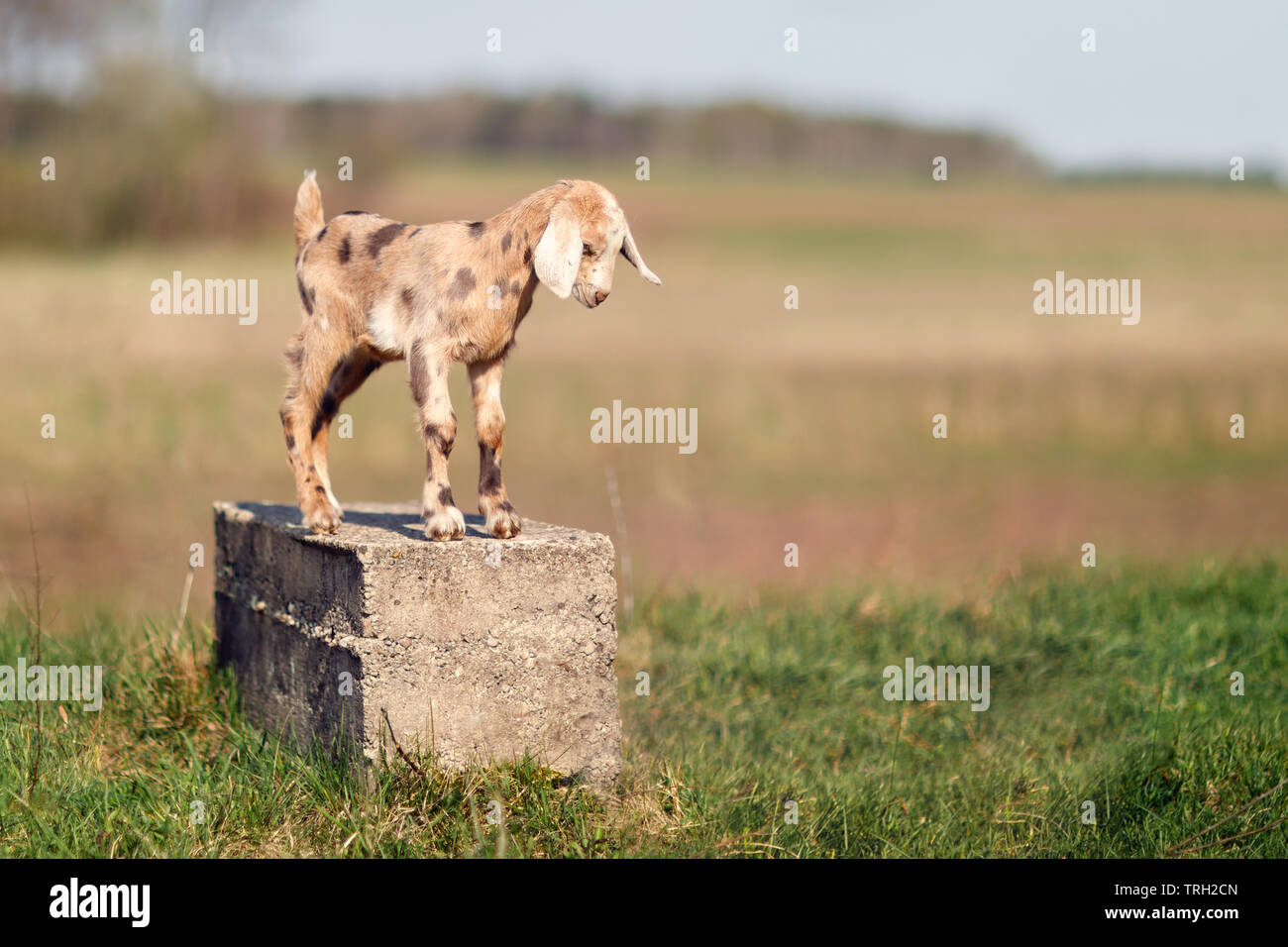 Brown spotted nice little goatling standing on a concrete block, like a statue Stock Photo
