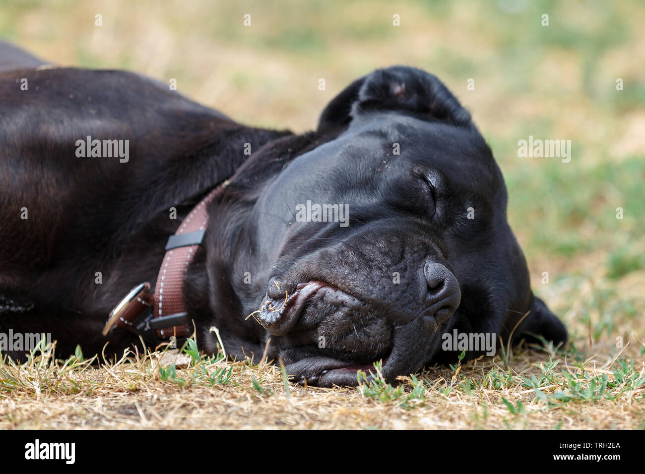 Sleeping giant hot sale cane corso