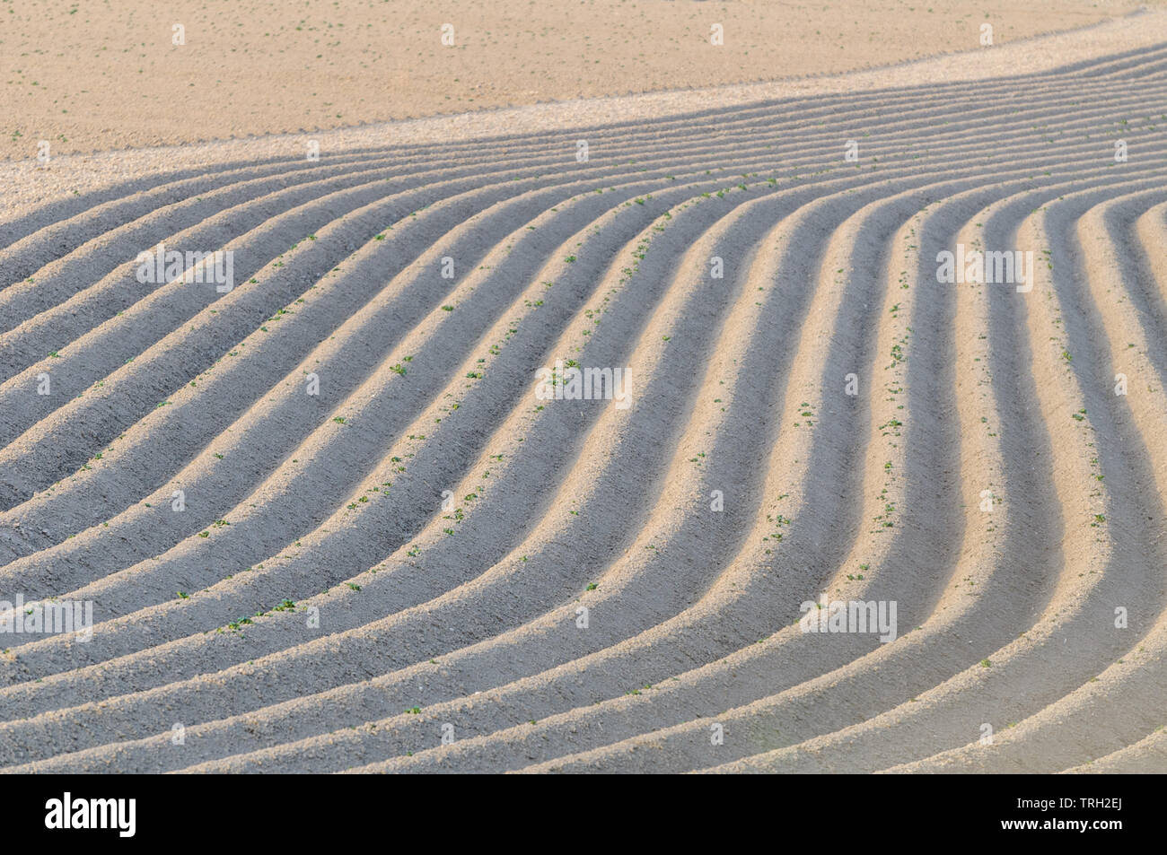 Fresh new potatoes planted in  curved rows during spring. The soil is tilled in a pattern of trenches and the young plants are just starting to appear Stock Photo