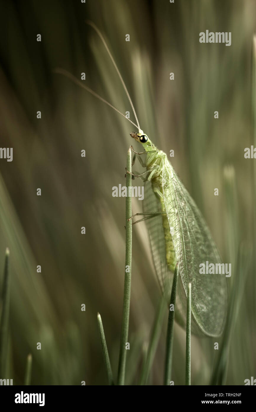 Net-winged insects in dark green (Neuroptera,lacewings) Stock Photo