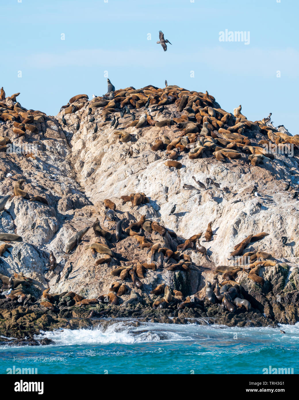 Sea Lions sunning themselves on Seal Rock along 17 Mile Drive in