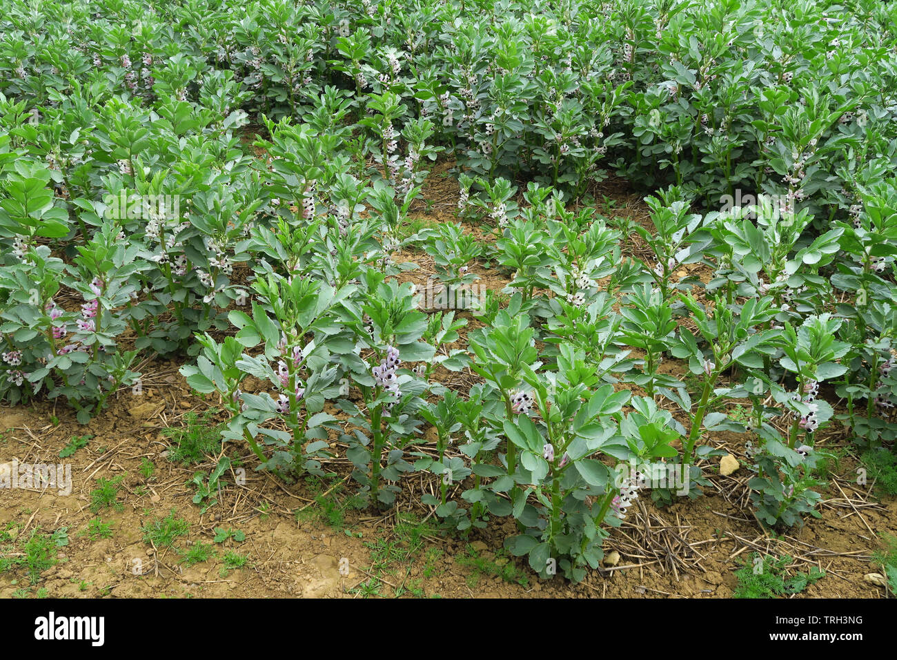 Field of beans in flower near the north Oxfordshire village of Hook Norton Stock Photo