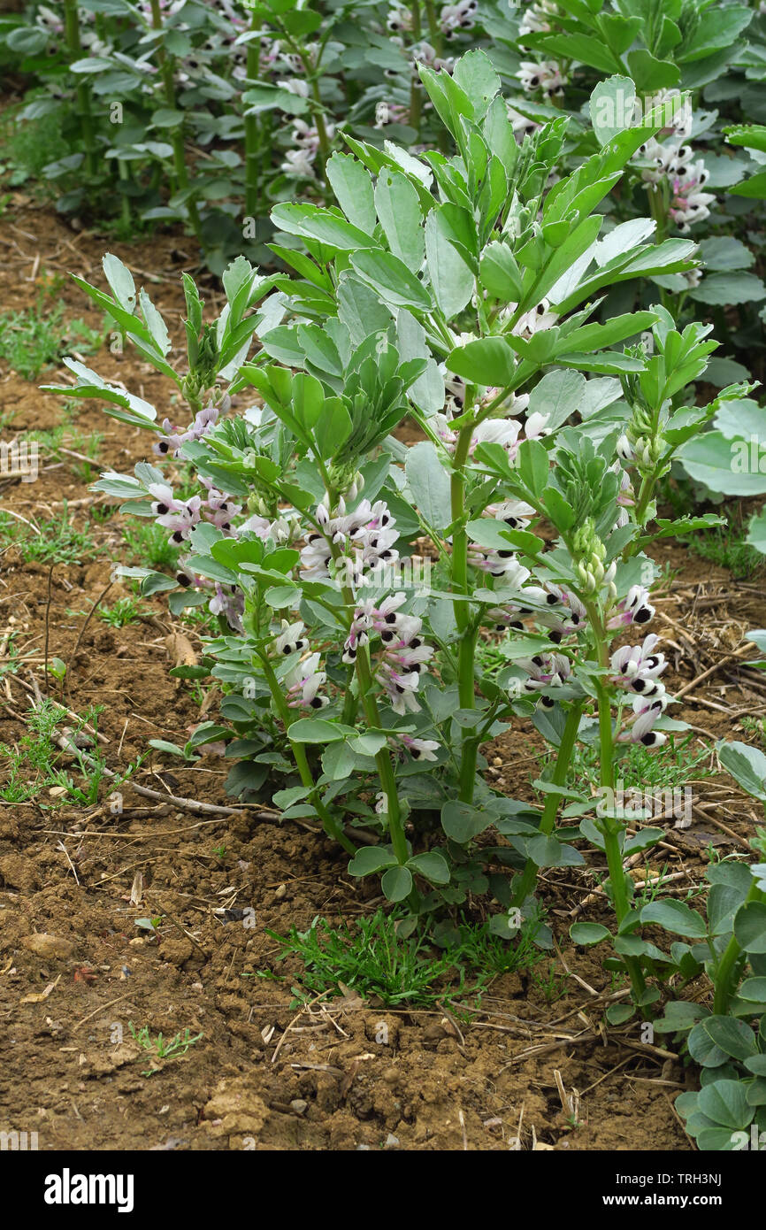 Field of beans in flower near the north Oxfordshire village of Hook Norton Stock Photo