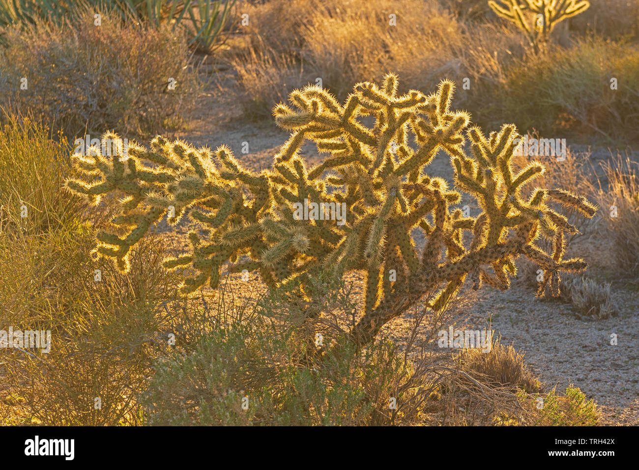 Evening Glow LIghting a Cholla in the Desert in Mojave National Preserve in California Stock Photo