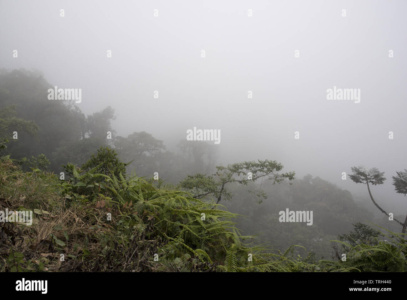 Subtropical rain forest covers  the western slopes of the Andes at 2200 meters high Bellavista Lodge at the top of Tandayapa Valley in Ecuador. Stock Photo