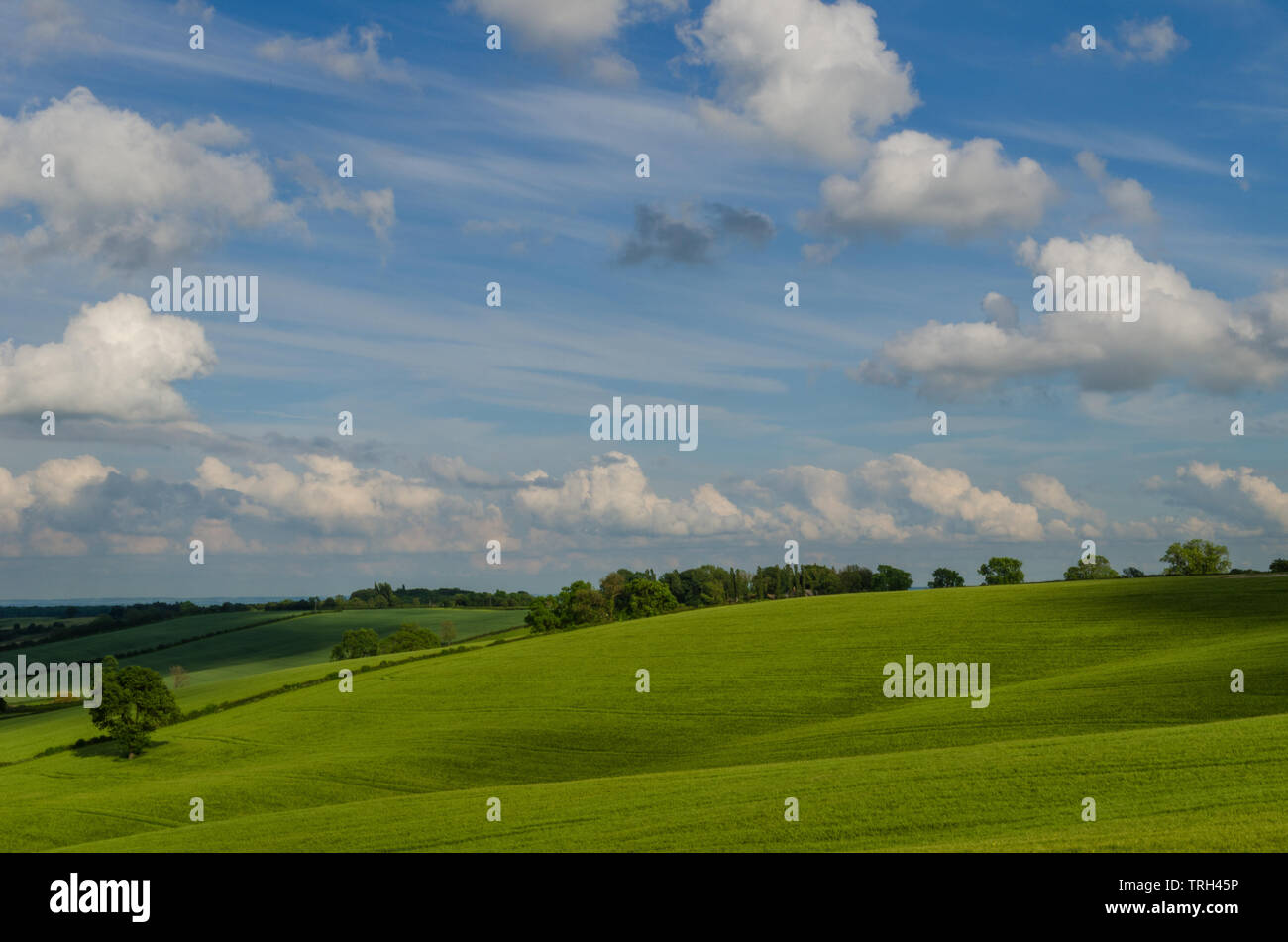 An English countryside on a bright sunny afternoon where a lone tree is balancing the panorama with soft clouds moving around the deep blue sky. Stock Photo