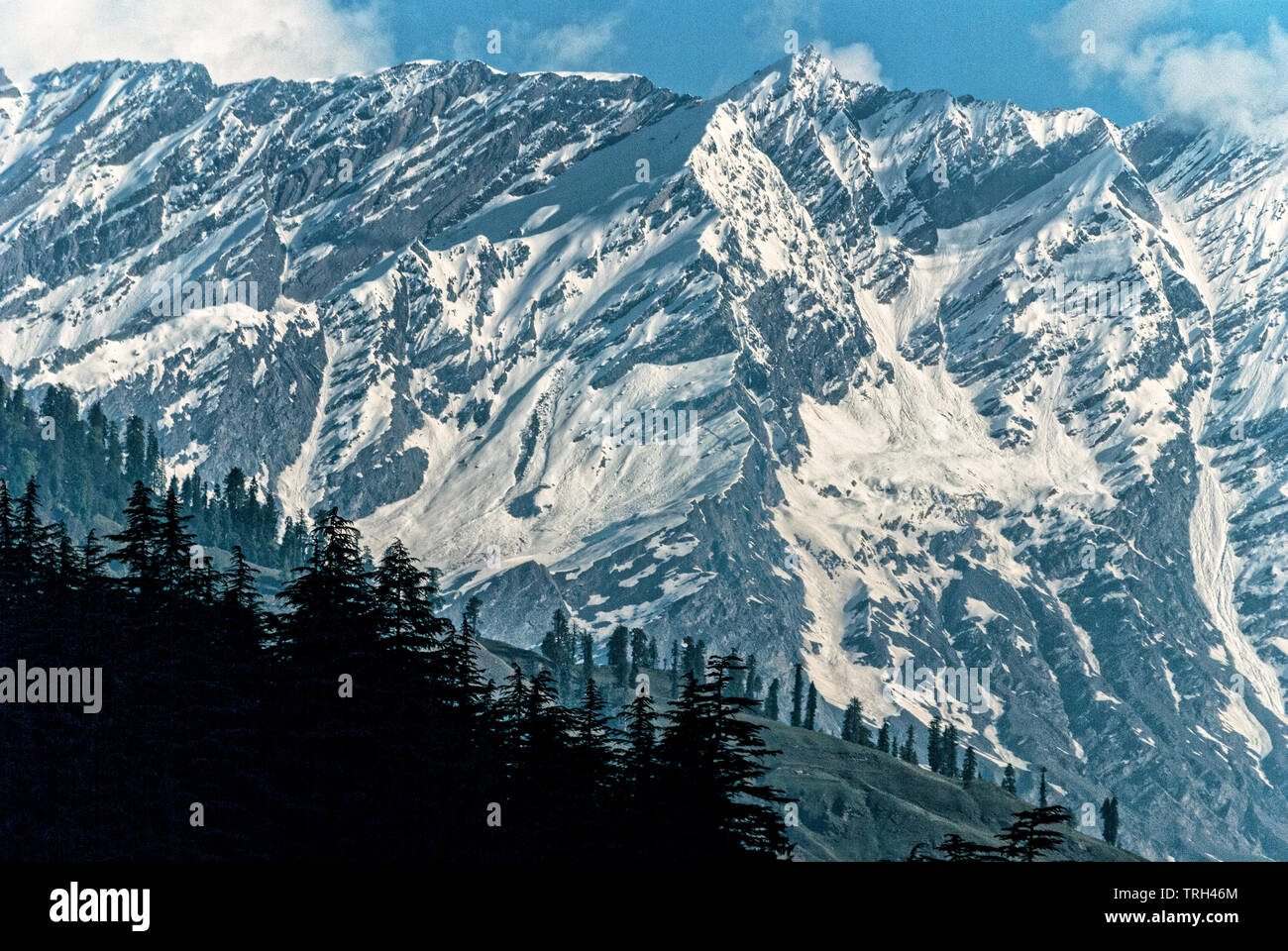 A close-up of snow-capped peaks of The Himalayas while going towards Rohtang Pass from Manali. Pine trees are peeping into the landscape. Stock Photo
