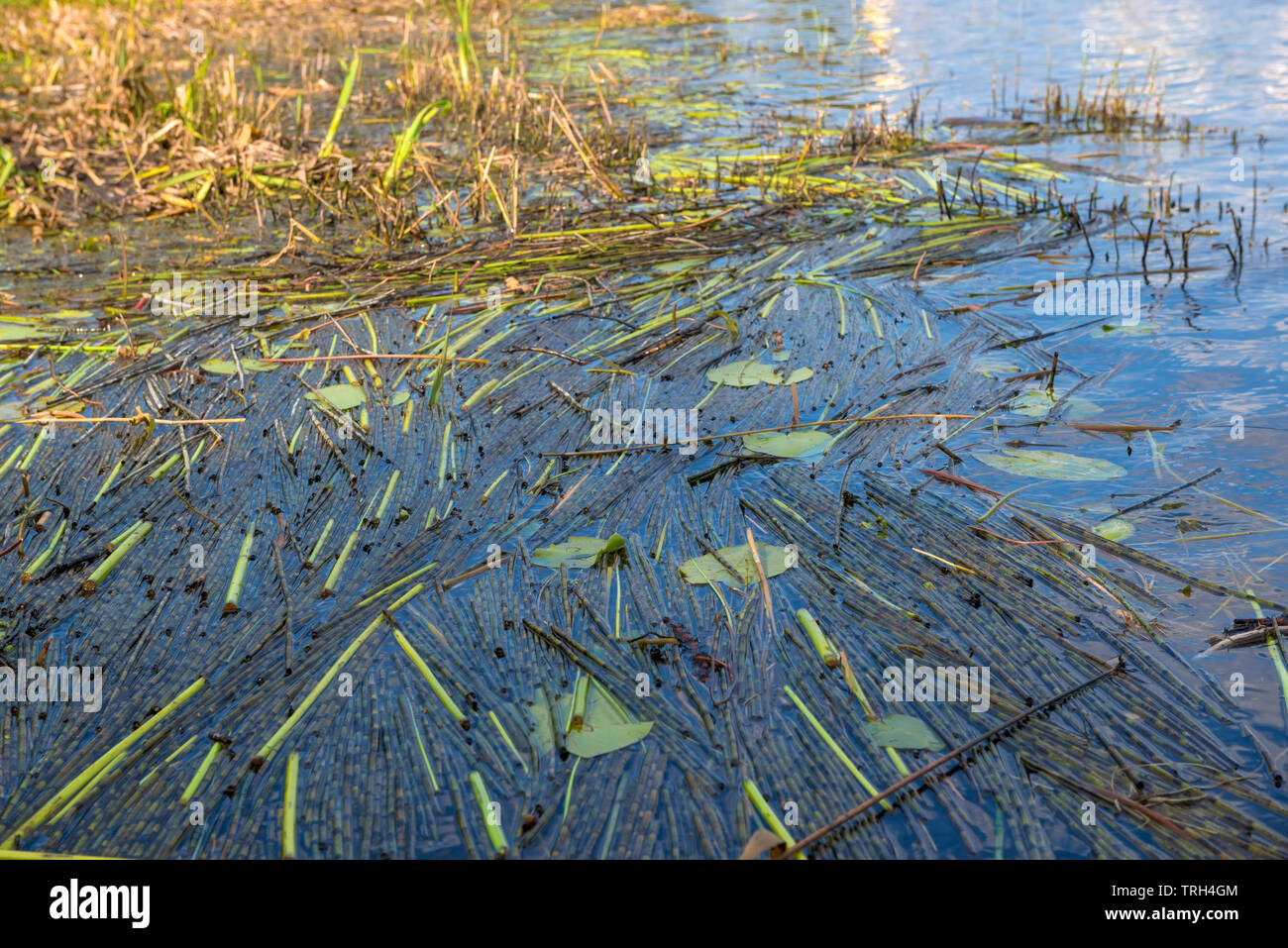 Mown reed in the water of a lake on a summer day Stock Photo