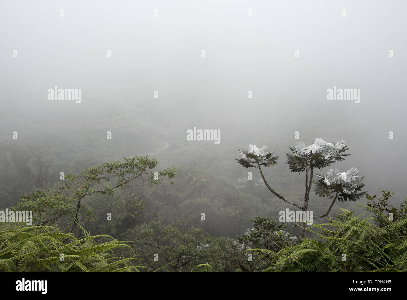 Subtropical rain forest covers  the western slopes of the Andes at 2200 meters high Bellavista Lodge at the top of Tandayapa Valley in Ecuador. Stock Photo