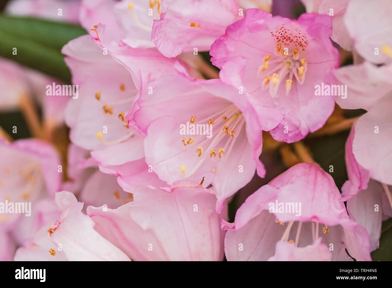 Delicate Rhodeodendron bush with pink flowers. Shallow depth of field. Stock Photo