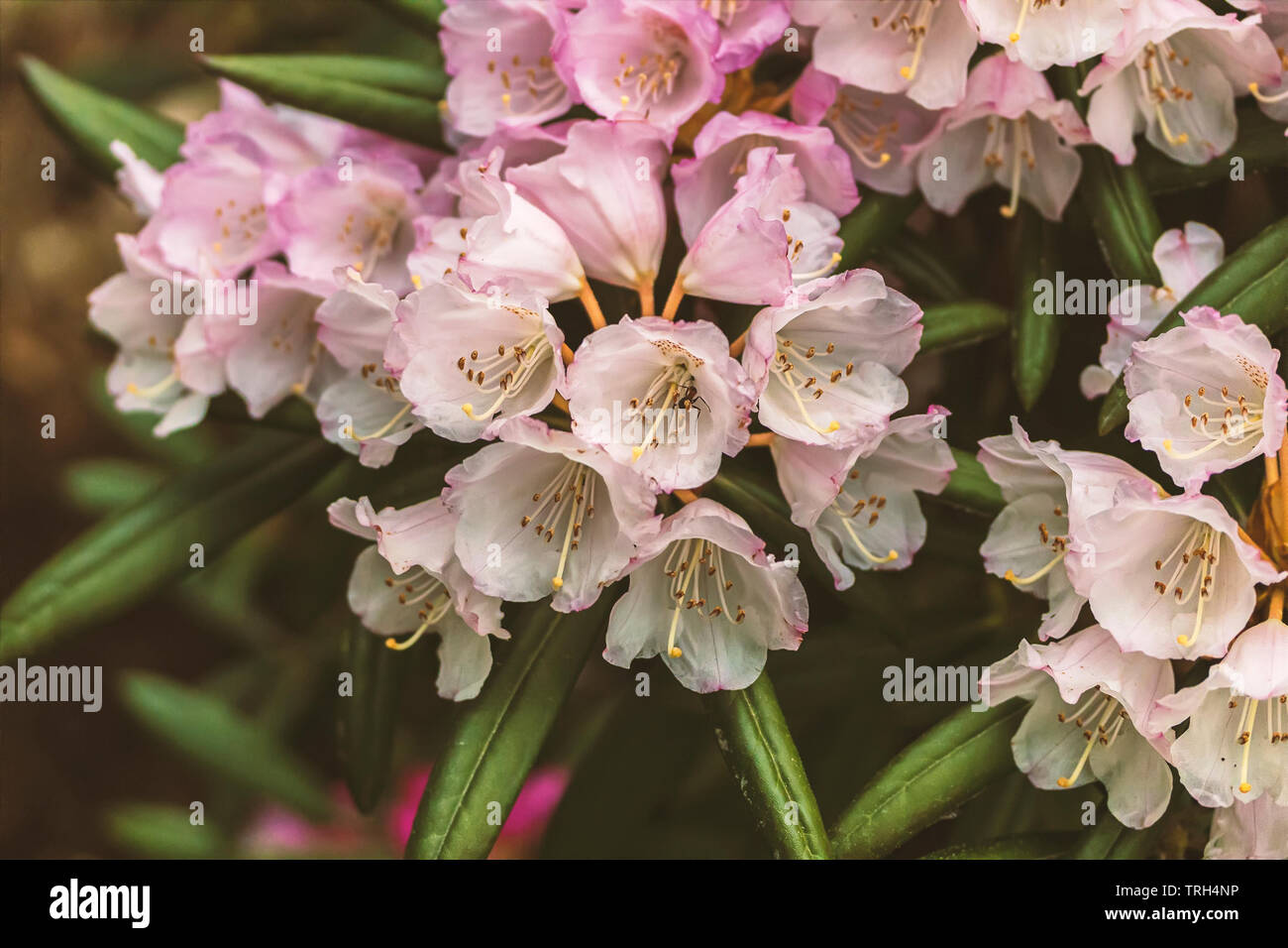 Delicate Rhodeodendron bush with pink flowers. Shallow depth of field. Stock Photo