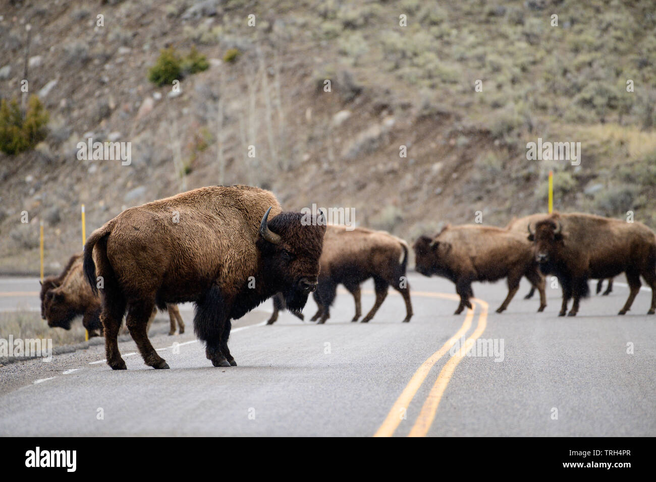 Buffalo own the streets in Yellowstone National Park, Wyoming, North America. Stock Photo