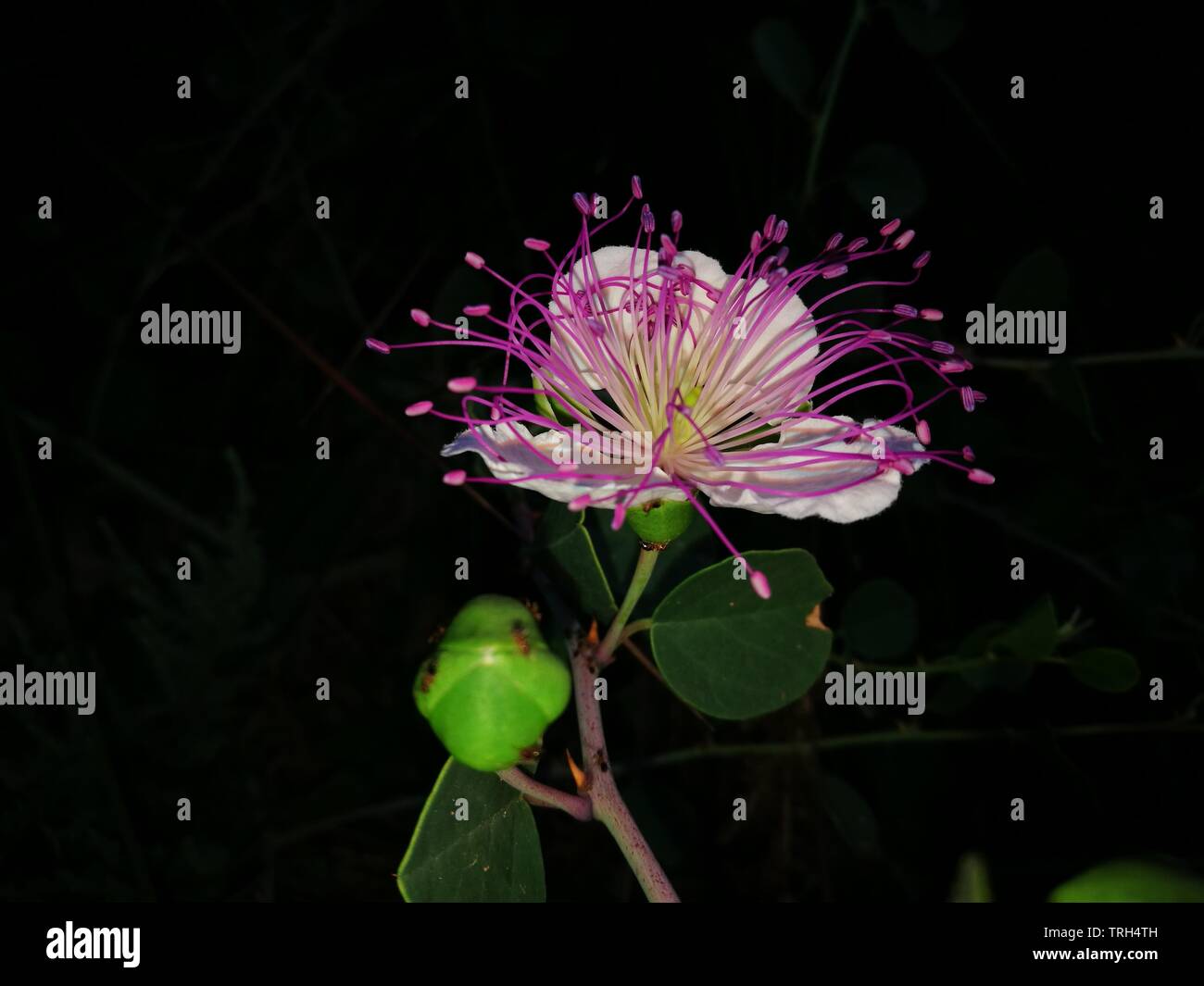 beautiful flower (caper flower) that opens at dusk Stock Photo Alamy