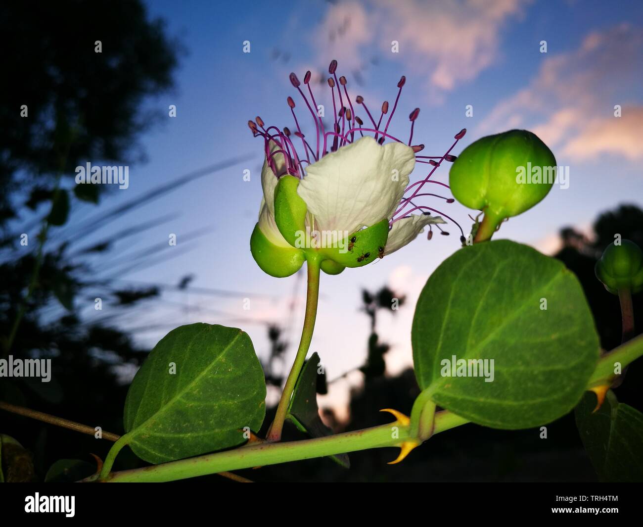 Caper flower hires stock photography and images Alamy