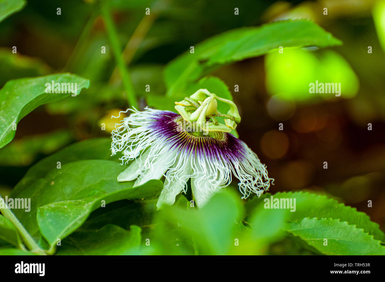 Blossom of a Passion Fruit (granadilla or Passiflora edulis Stock Photo