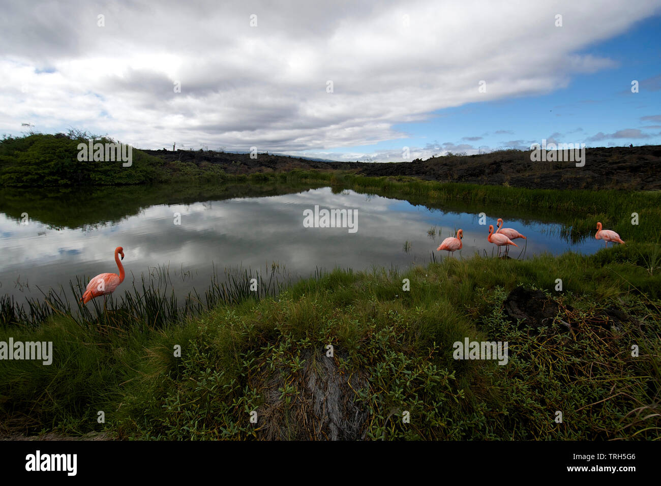 Landscape with American Flamingos (Phoenicopterus ruber) wading in salt water lagoon, Isabella Island, Galapagos National Park. Stock Photo