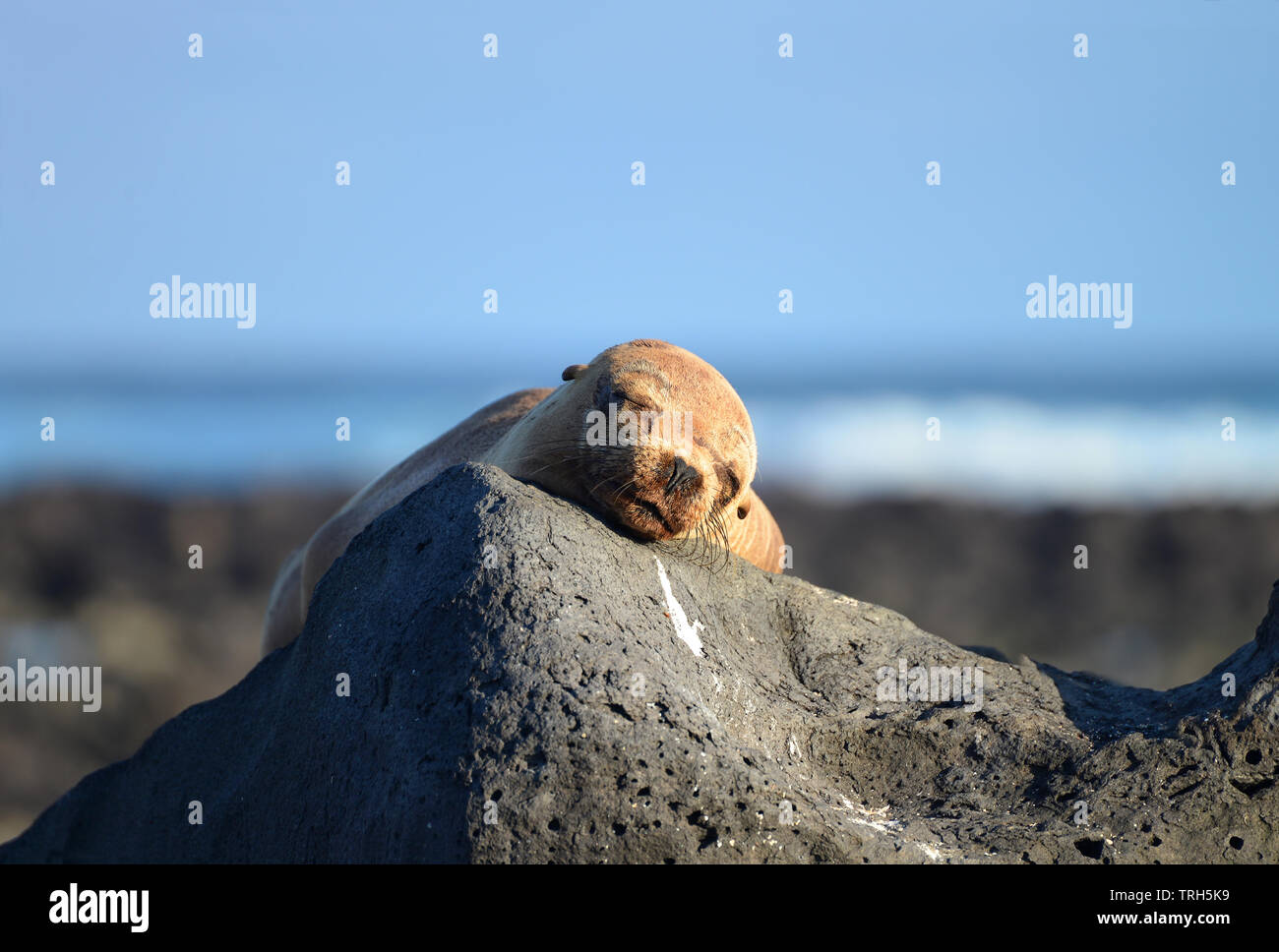 A peacefully sleeping Galapagos Sea Lion (Zalophus wollebaeki) with the face on a rock and the sea als background. Galapagos Islands, UNESCO World Her Stock Photo