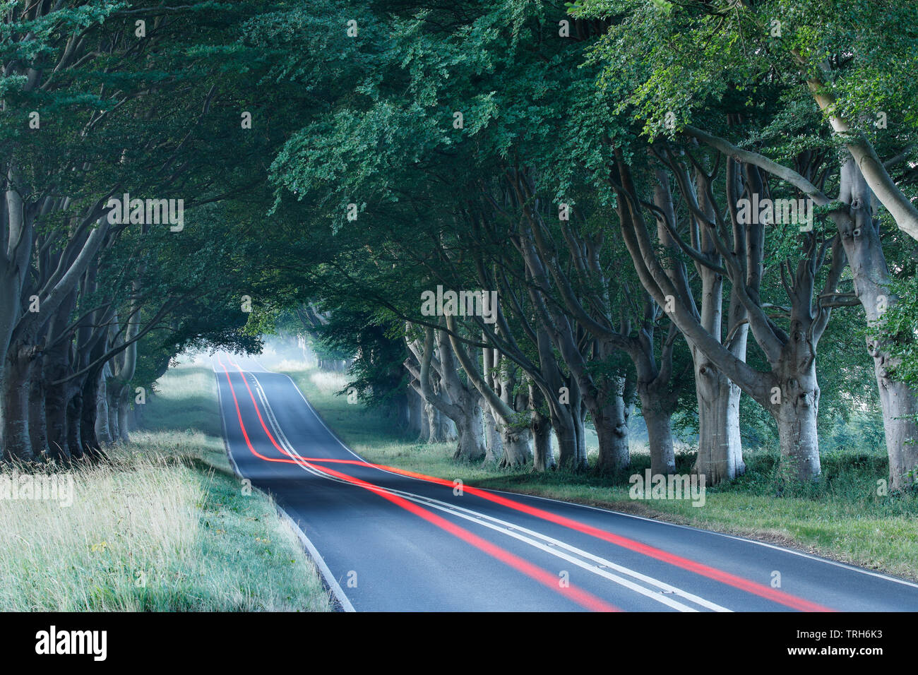 Avenue of trees lining the road to Wimborne, Dorset, England, UK Stock Photo