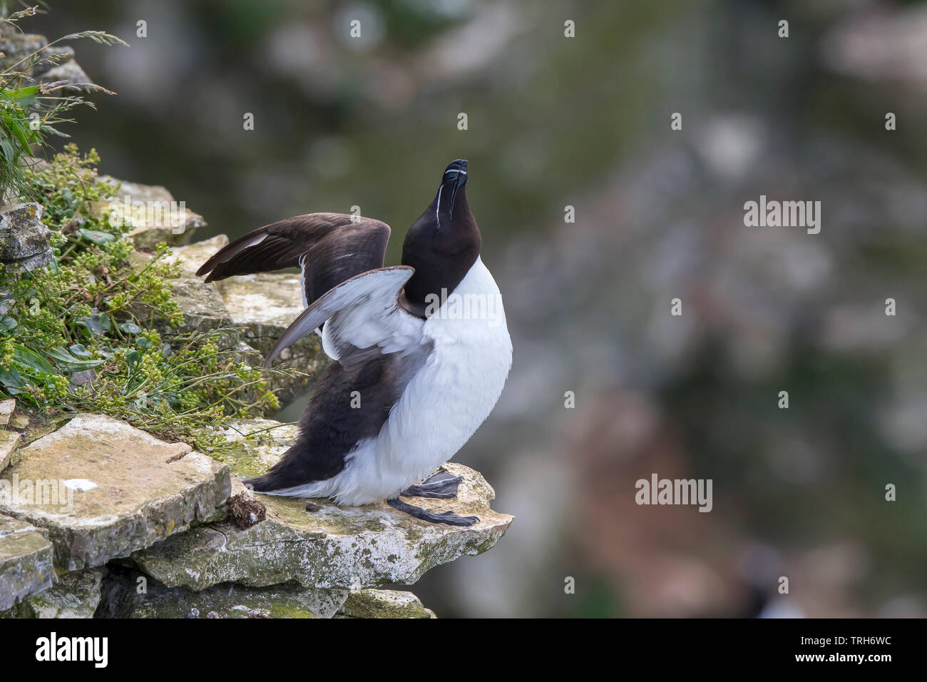 Side view close up, wild UK razorbill seabird (Alca torda) isolated on exposed cliff edge, Bempton UK, wings spread, flapping, having morning stretch. Stock Photo