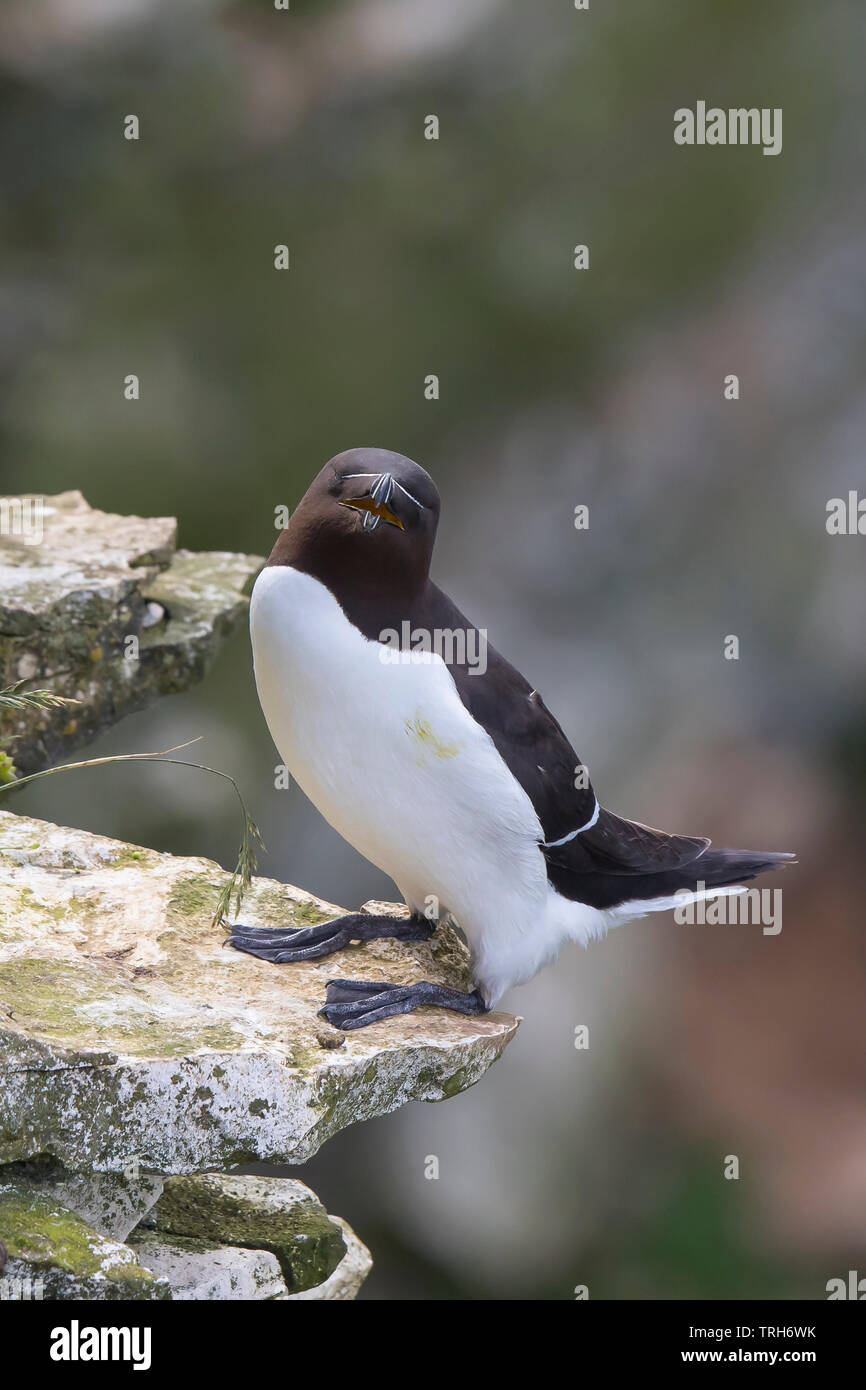 Detailed, close-up front view of a wild, British razorbill seabird (Alca torda) isolated, standing/ balancing on the edge of a sunny coastal cliff, UK. Stock Photo