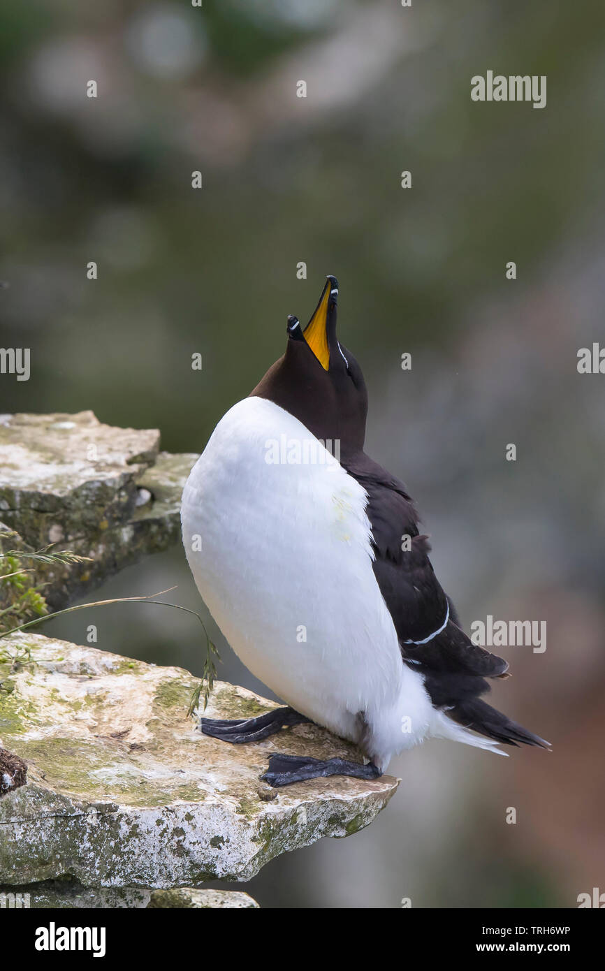 Detailed funny front view close up of wild UK razorbill seabird (Alca torda) isolated standing on edge of cliff looking up, beak open as if laughing. Stock Photo