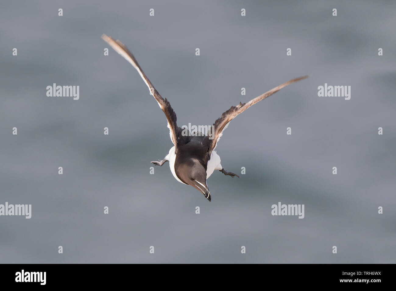 Front view close up of a wild UK razorbill seabird (Alca torda ...