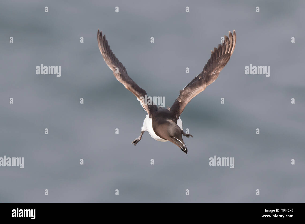 Close, front view of a wild, British razorbill seabird (Alca torda ...