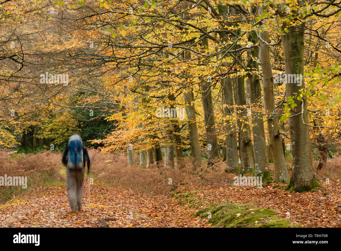 A walker, autumn colour's in Wareham Forest, near Bloxworth, Dorset, England, UK Stock Photo