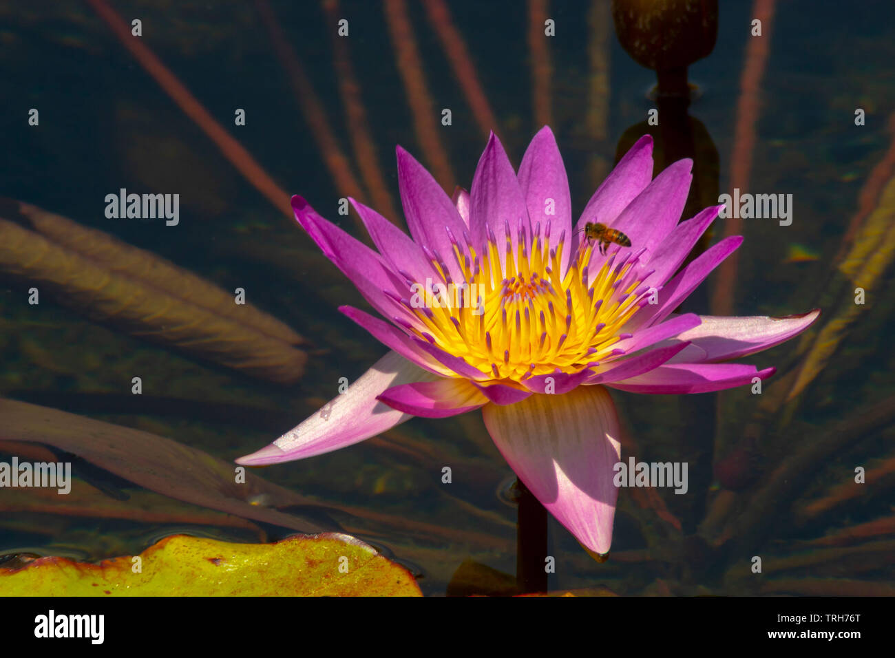 a honey bee pollinating a water lily Stock Photo - Alamy