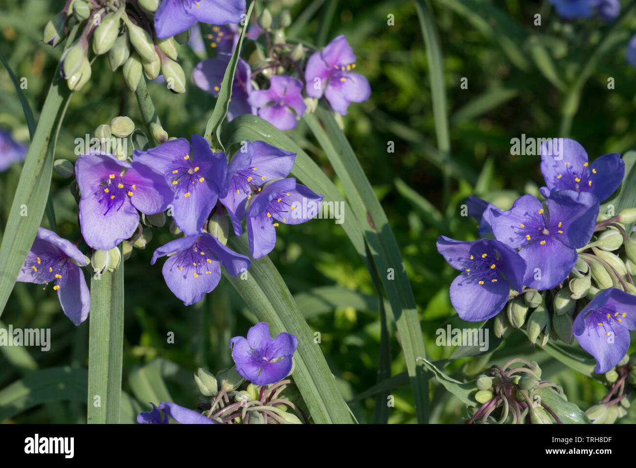 Tradescantia virginiana (spiderwort) is a perennial that grows up to 3' tall. The genus name honors John Tradescant (1570-1638) and his son John. Stock Photo