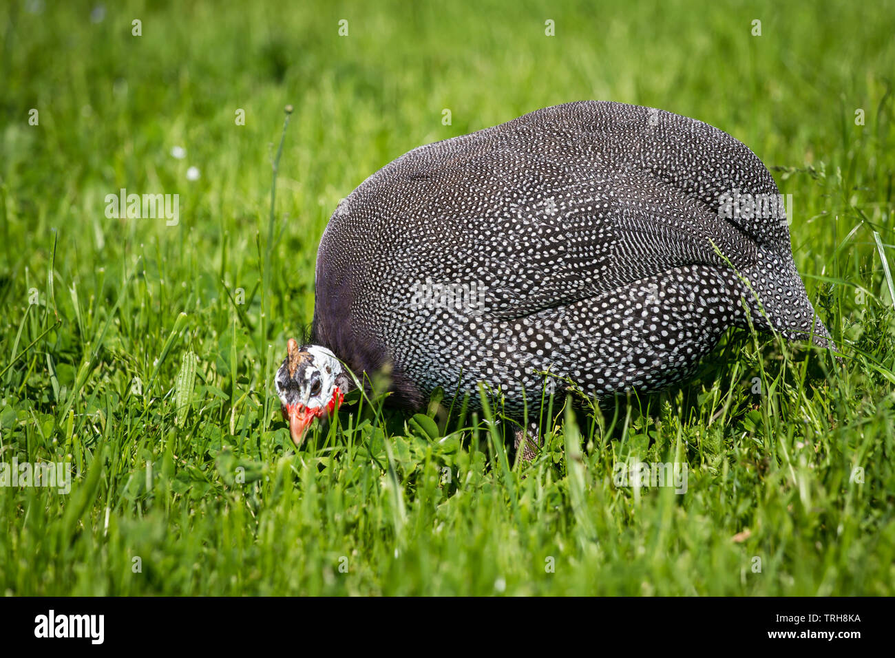 Free range helmeted guineafowl (Numida meleagris) chasing insects in a meadow on a sunny day Stock Photo