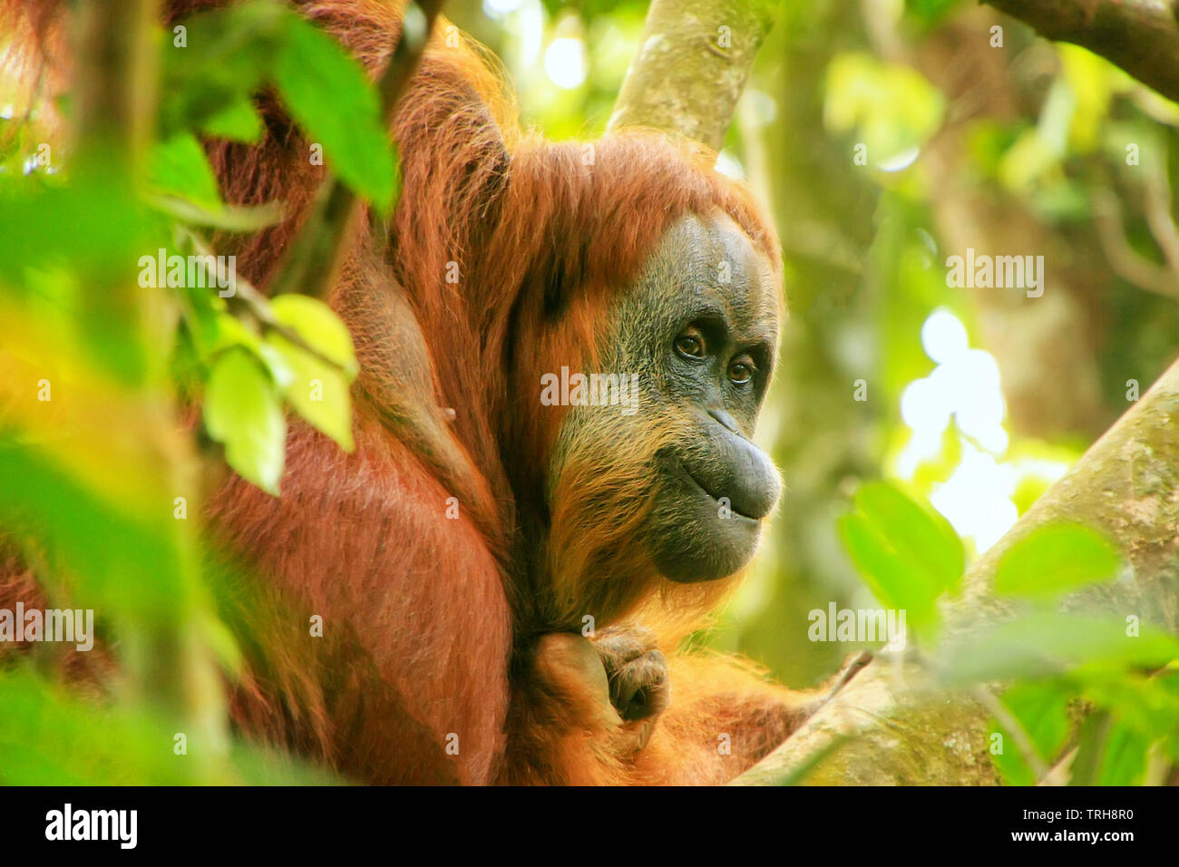 Portrait of a female Sumatran orangutan (Pongo abelii) in Gunung Leuser National Park, Sumatra, Indonesia. Sumatran orangutan is endemic to the north Stock Photo