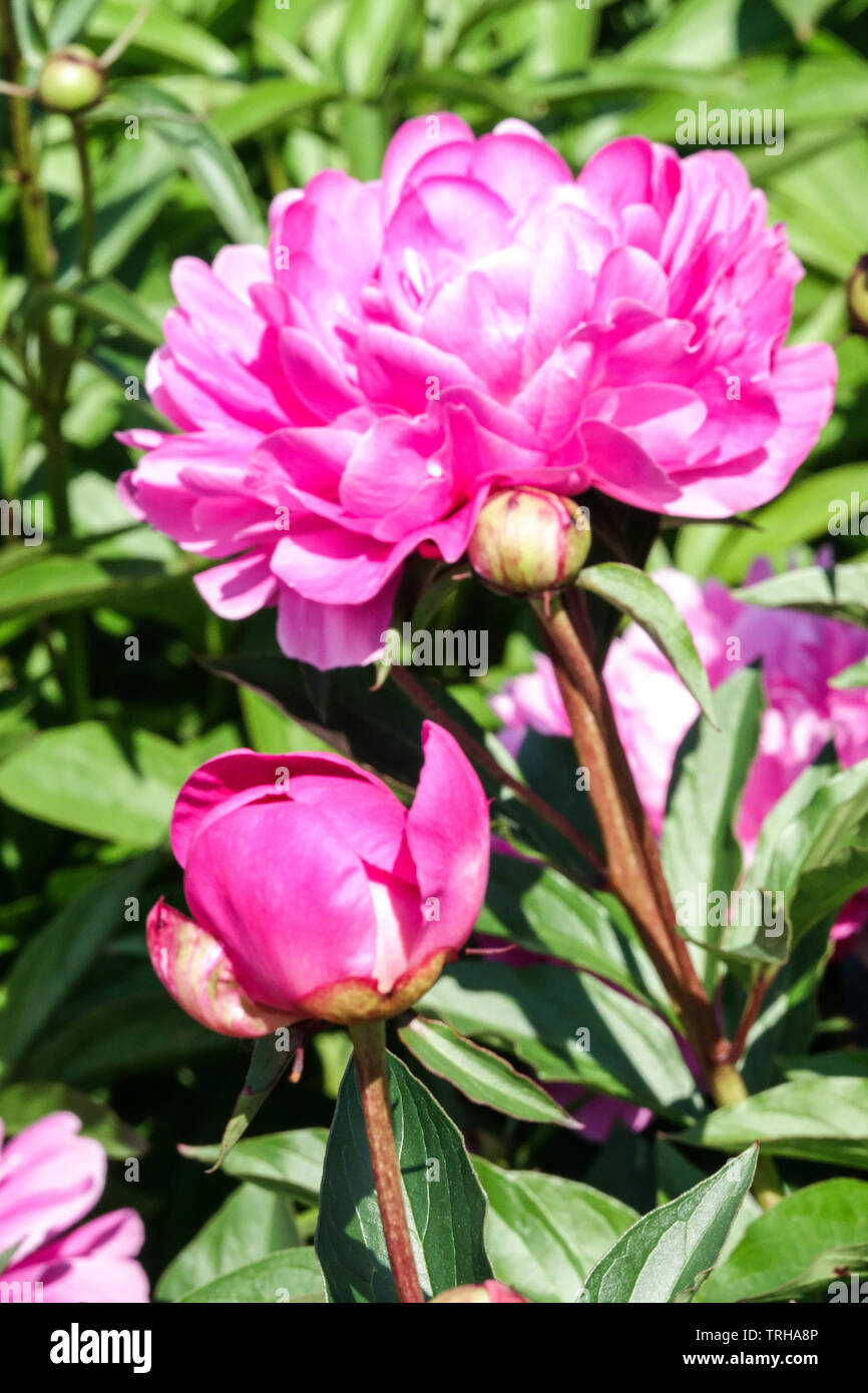 Pink Peony bud and flower Stock Photo