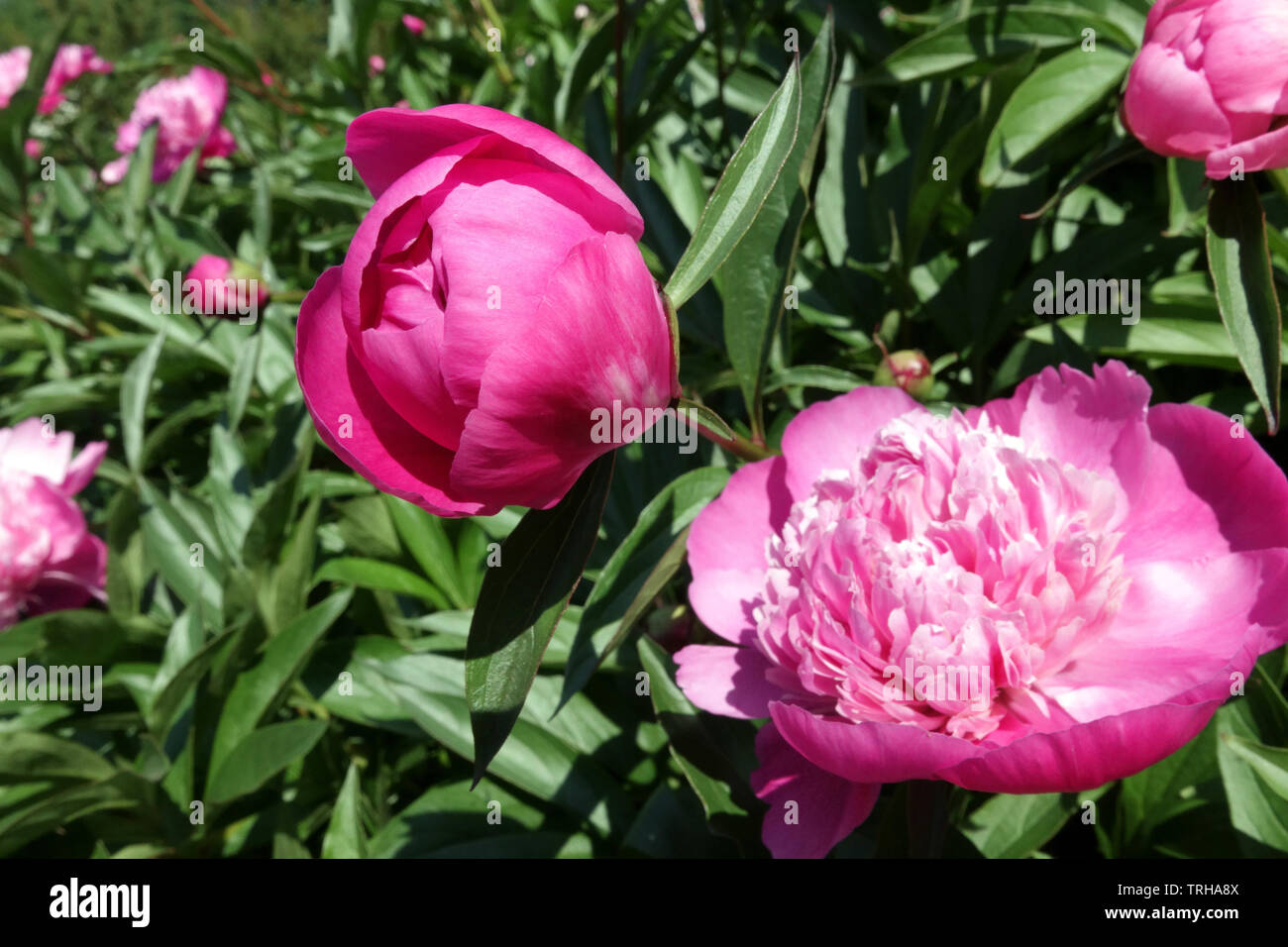 Peony bud flowers Stock Photo