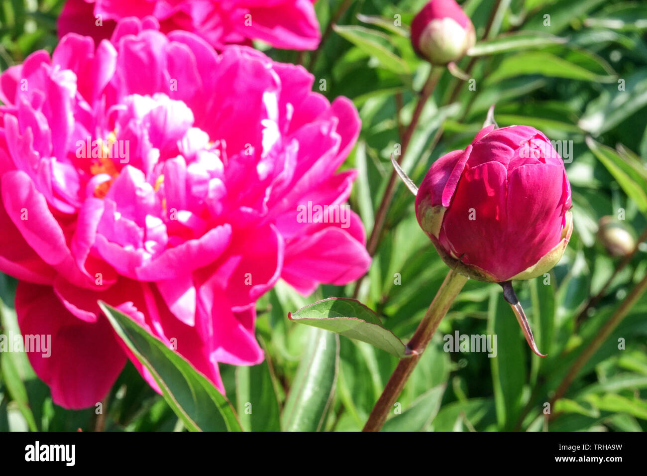 Pink peony flower Stock Photo