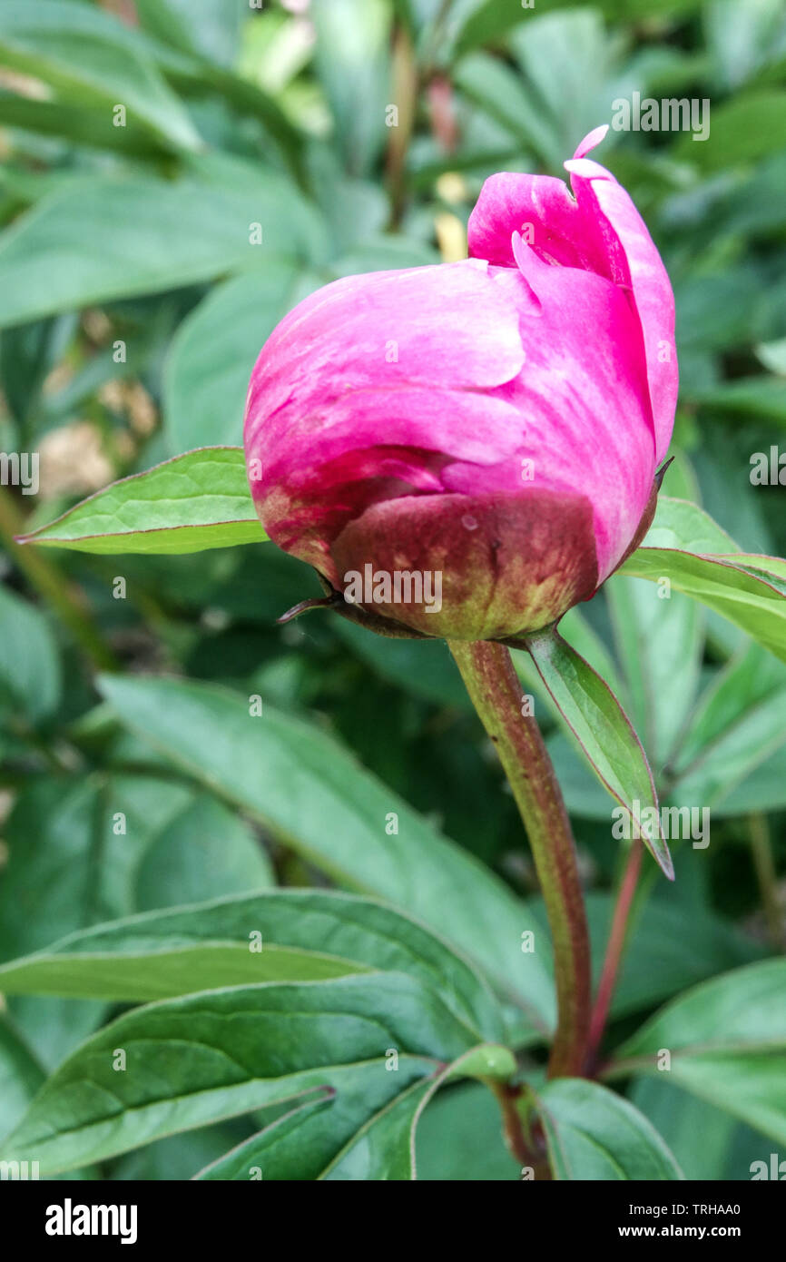 Peony bud opening flower Stock Photo Alamy