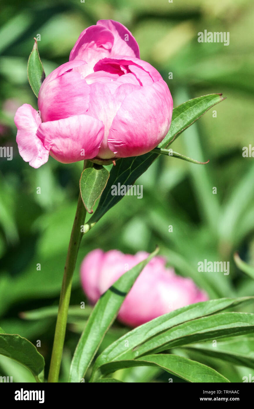 Peony bud, flower open Stock Photo