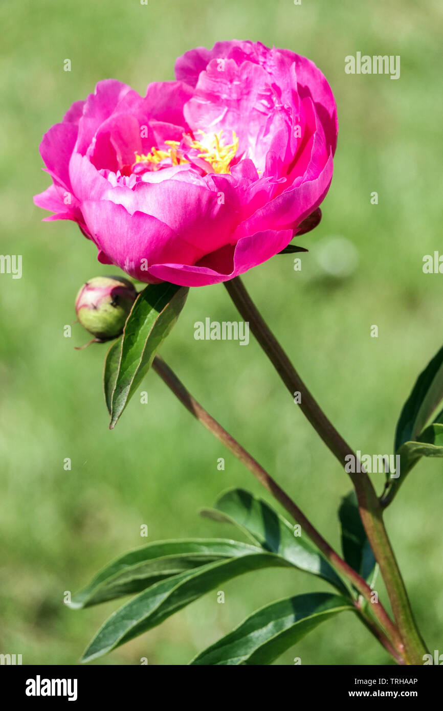 Peony bud, flower open, stem peony flower pink, portrait Stock Photo