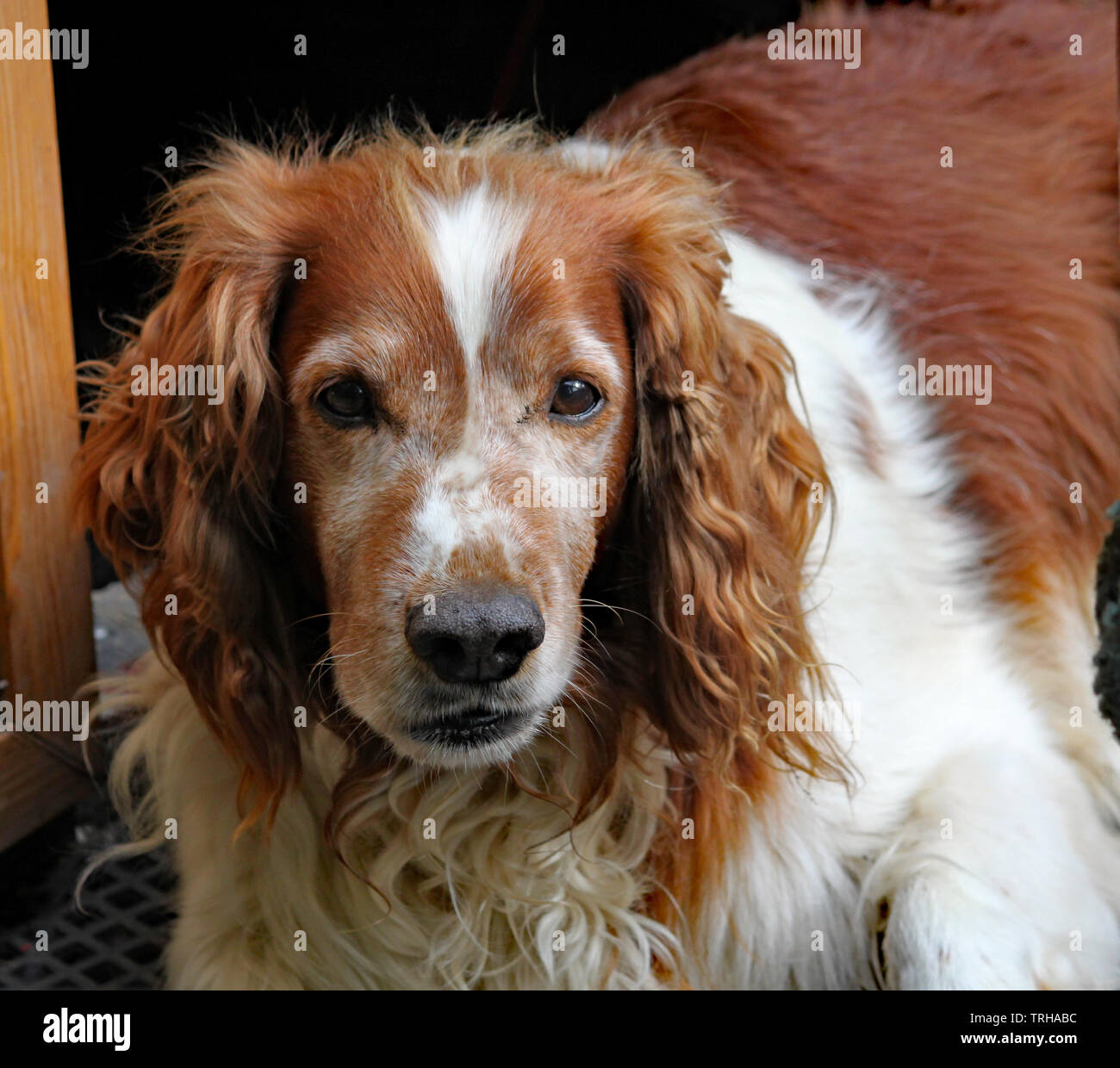 Why Does My White Dogs Fur Turn Brown