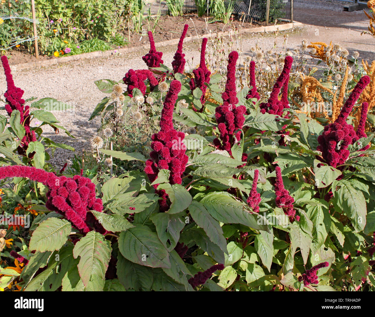 Amaranthus gangeticus or Elephant Head growing in an English country garden. Stock Photo