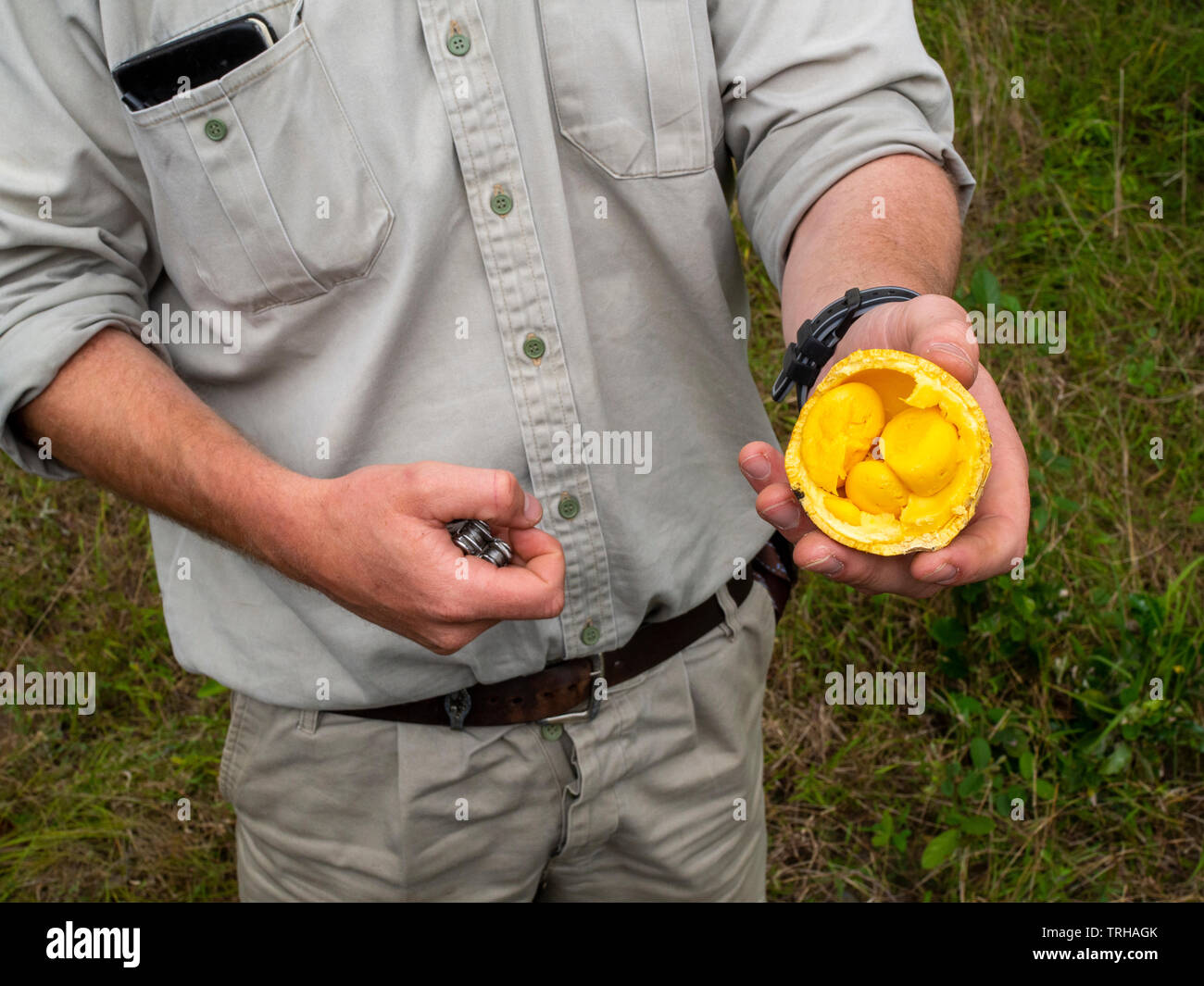 A guide shows the inside of a monkey orange, strychnos spinosa, at the Phinda Private Game Reserve, South Africa. Stock Photo