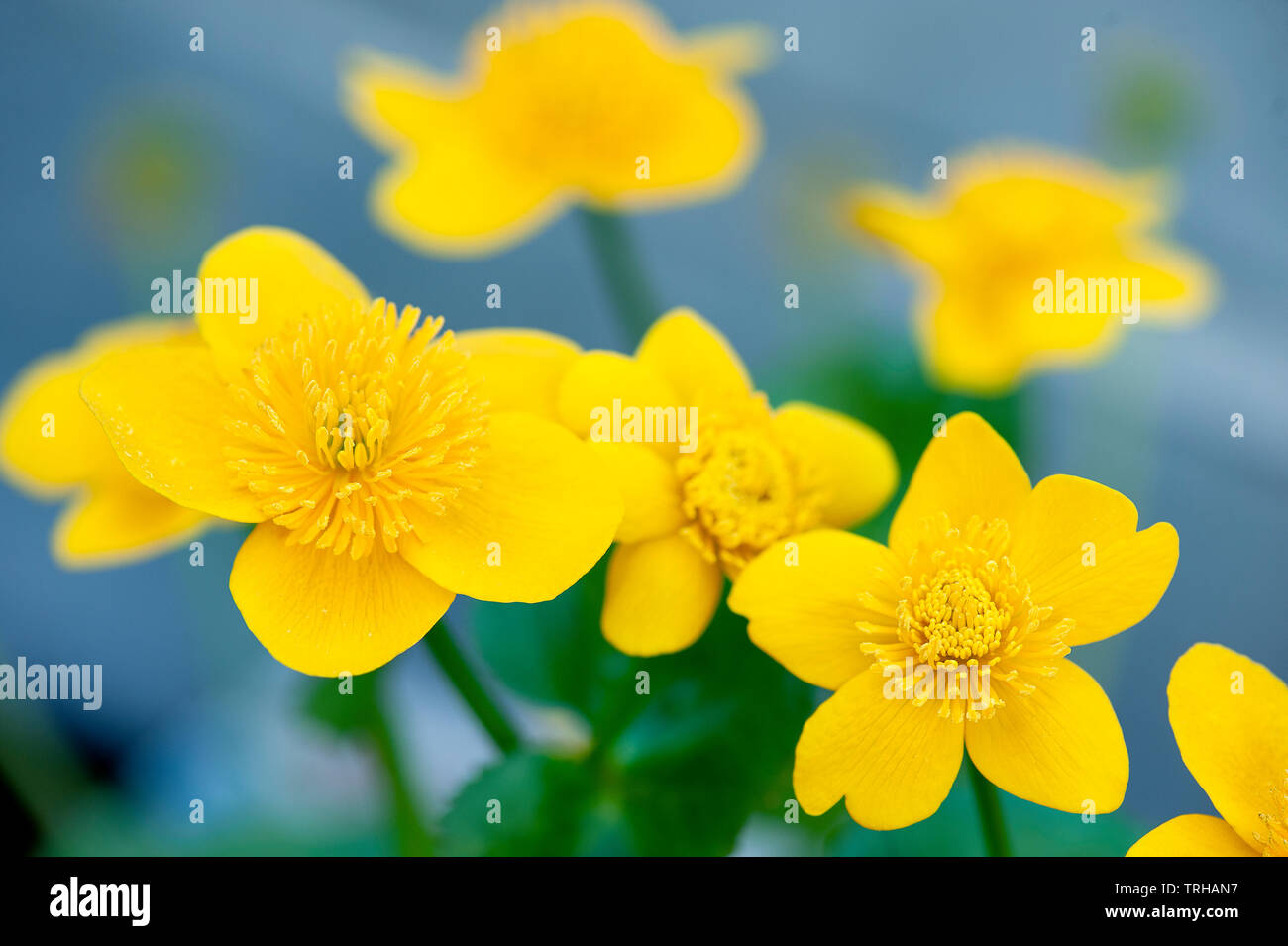 Yellow water flower hires stock photography and images Alamy