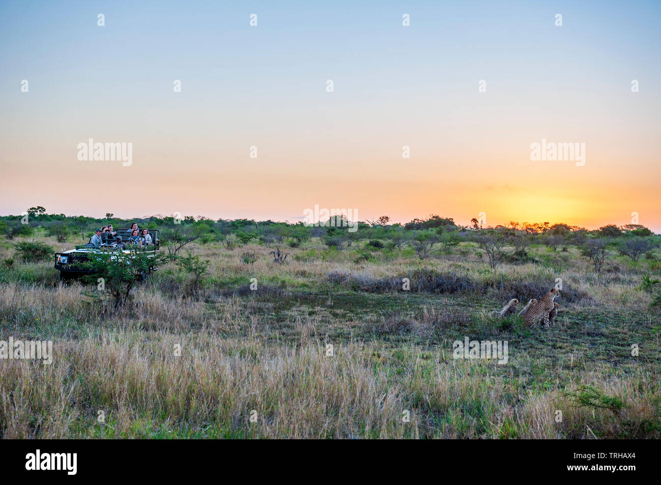 Tourists watching a mother cheetah and her cubs at the Phinda Private Game Reserve, an andBeyond owned nature reserve in eastern South Africa. Stock Photo