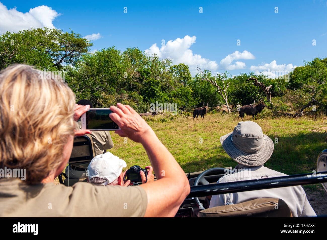 Tourists watch wildebeests on safari at the Phinda Private Game Reserve, an andBeyond owned nature reserve in eastern South Africa. Stock Photo