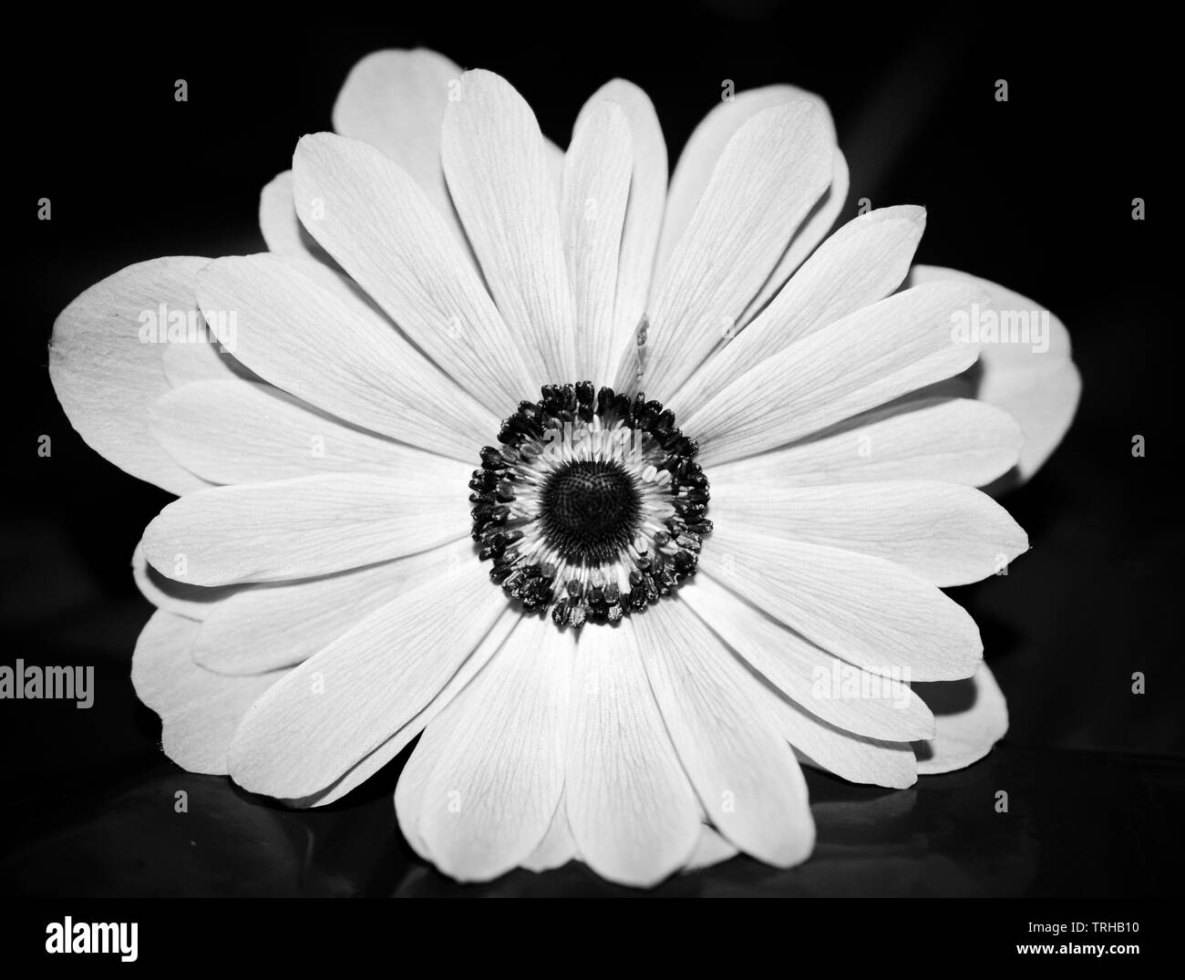 Anemone Nemorosa flower, white flower against a black background with the photo taken directly from above and with a macro lens in monochrome Stock Photo