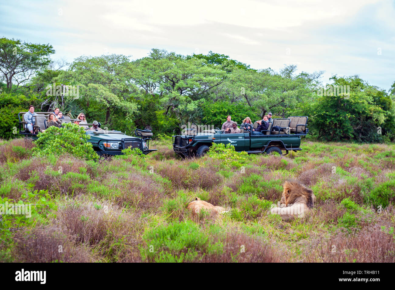 Tourists watch two wild lions while on safari at the Phinda Private Game Reserve, an andBeyond owned nature reserve in eastern South Africa. Stock Photo
