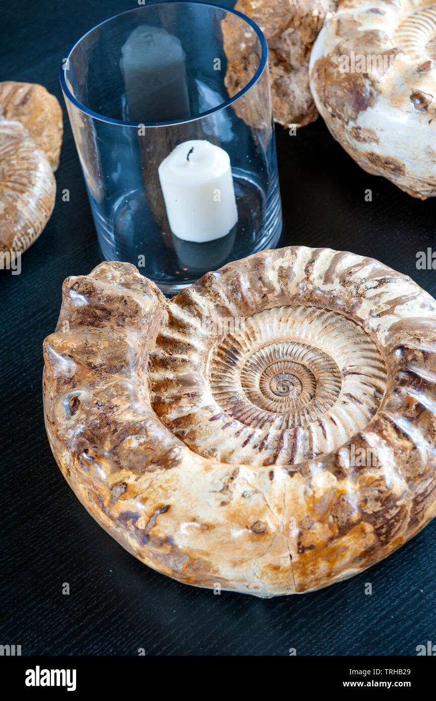 A fossilized rock from Japan at the Phinda Homestead, an andBeyond luxury lodge in Phinda Game Reserve in South Africa. Stock Photo