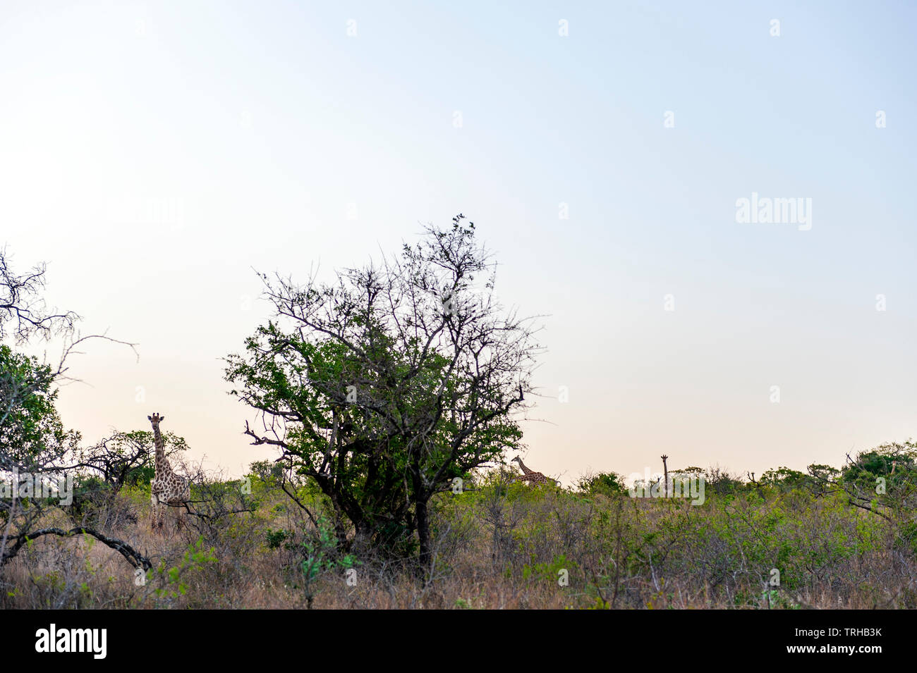 A tower of giraffes peaking their heads above the scrub at Phinda Private Game Reserve, an andBeyond owned nature reserve in eastern South Africa. Stock Photo