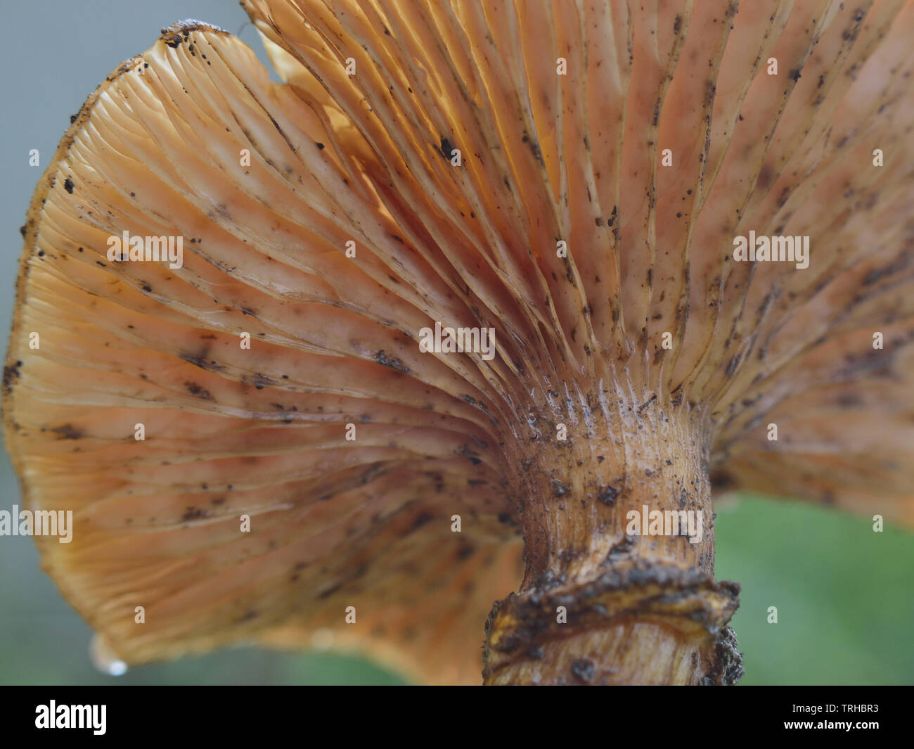 Honey fungus, Armillaria mellea mushroom Stock Photo