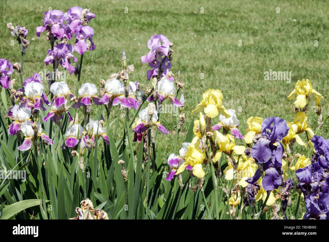 Colorful border garden bed, mixed irises, perennial plants, Tall bearded Stock Photo